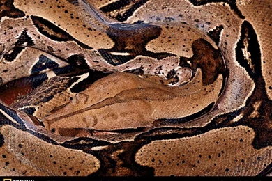 Boa Constrictor Picture, Boa Constrictor Desktop Wallpaper, Free ...