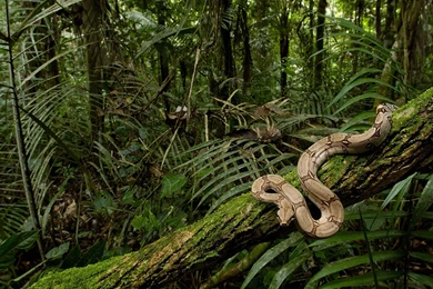 Free HQ Boa Constrictor In The Rainforest South America Wallpapers ...