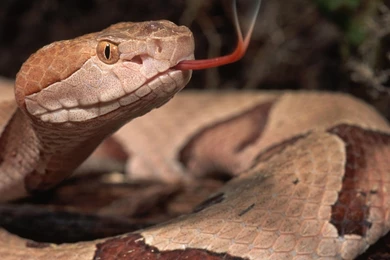 HD Wallpaper 1080p Boa Snake 9.jpg