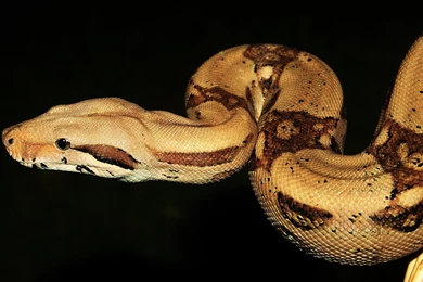 Snake Wallpapers By Blackasmodeus On DeviantArt