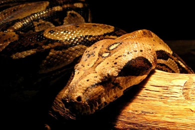 Boa Constrictor By Waterdrup On DeviantArt