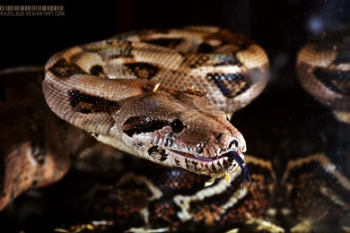 Boa Constrictor Imperator Sp. Firebelly 016 By Parazelsus On ...