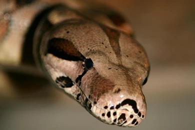 Boa Constrictor   Photo