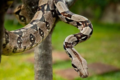 Boa Constrictor