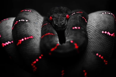 Red Snake Black Boa Constrictor HD Wallpapers, Desktop Backgrounds ...