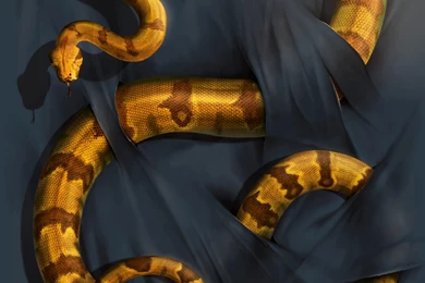 Boa Constrictor By Wallace On DeviantArt