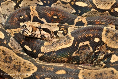 Boa Constrictor By Dark Raptor On DeviantArt