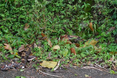 Boa Constrictor : Photos, Diagrams & Topos : SummitPost