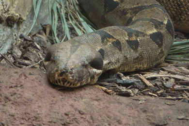 Boa Constrictor By Dream Like A Girl On DeviantArt