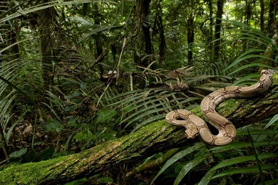 Jungle Wallpapers 1600x1200px