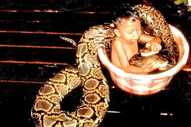 Reptiles Wallpapers, Frogs Backgrounds, Crocodiles Desktops