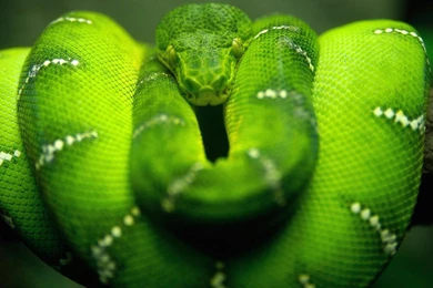 Boa Constrictor Snake Green Reptile HD Wallpapers, Desktop ...