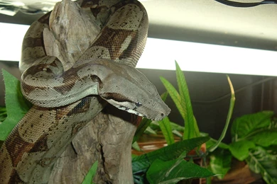 Fonds D'écran Boa : Tous Les Wallpapers Boa