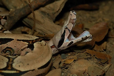 Jibóia   Boa Constrictor   Bocejo   A Photo On Flickriver