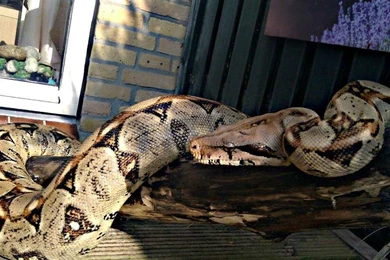 Boa Constrictor Imperator In The Sun By JustStephaniex On DeviantArt