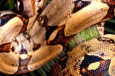 Boa Constrictor Animal iPhone Wallpapers, iPhone 5(s)/4(s)/3G ...