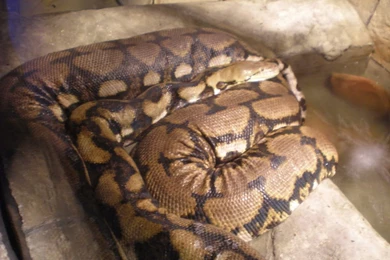 Vampire Hours: June 2008