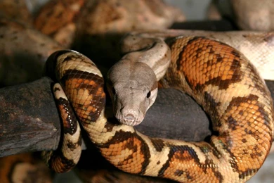 Boa Constrictor Imperator   Photo
