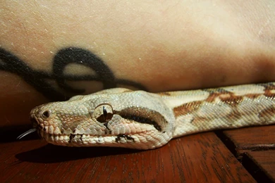 Boa Constrictor 10 By Mr tiefenrausch On DeviantArt