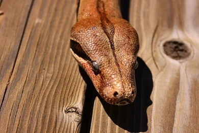 Boa Constrictor Head Shot By Caloxort On DeviantArt