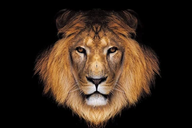 Hd Lion Wallpapers