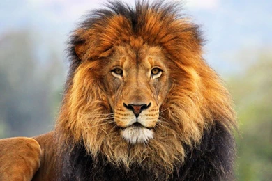 Wild Lion Latest Desktop HD Wallpapers