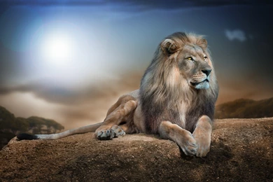 Wallpapers HD Lion In Jungle   HD Wallpapers Expert