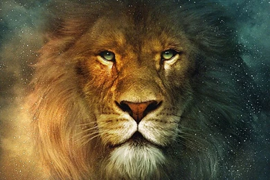 Lion Desktop Wallpapers   Wallpapers HD Base