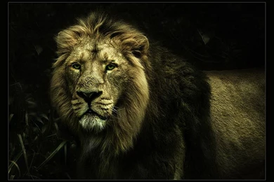 Lion Wallpapers High Definition Backgrounds   Fullwidehd.com