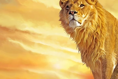 Hd Lion Wallpapers