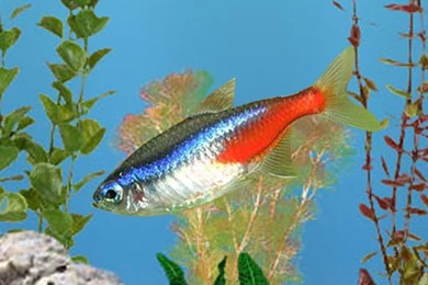 Amazon.com: AniPet Freshwater Aquarium Live Wallpapers (Free ...