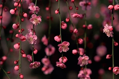 HD Floral Wallpapers HD Wallpapers Desktop Wallpapers ...