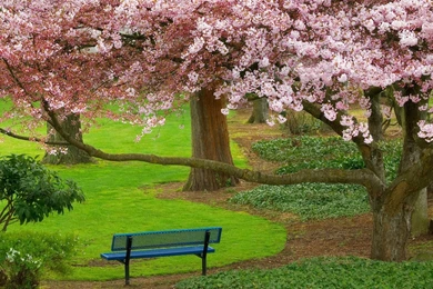 NATURE HIGH RESOLUTION WALLPAPER WALF1052