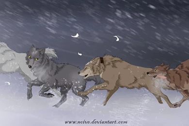 Wolfsrain   DeviantArt