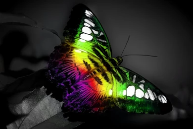 966 Butterfly HD Wallpapers