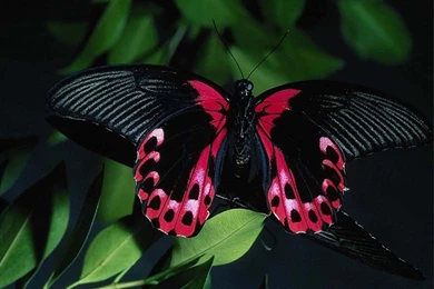 966 Butterfly HD Wallpapers