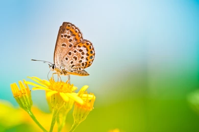 Flower Butterfly Wallpapers