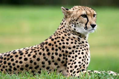 Cheetah wild Animals Photo Wallpapers   1600x1200 Wallpapers ...