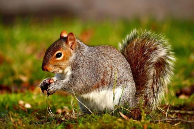 Wild Animals Wallpapers Download Download Wallpapers Free: Wild ...