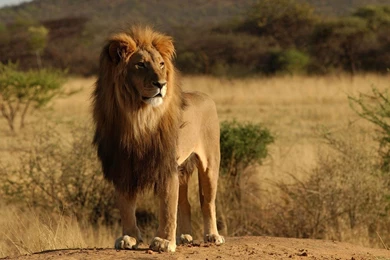 Male Lion Wild Animal HD Wallpapers   1366x768 Wallpapers Download ...