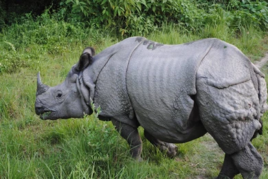 Wild Animals Wallpapers Retina Hd Download