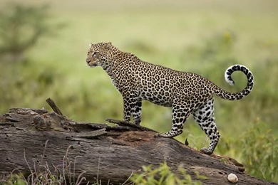 Wild Animals Wallpapers Free Download,desktop Wallpapers