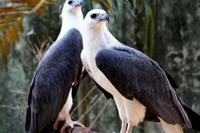 Hd Animal Wallpapers, Wild Animals, Download Wallpaper, Widescreen ...