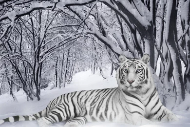 Tiger Wild Animals Wild Wallpapers