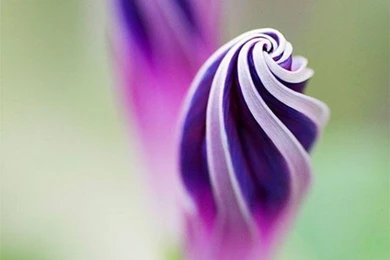 Flowers Wallpapers HD   Android Apps On Google Play