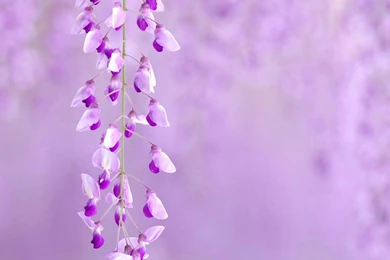 Purple Flower Backgrounds   Wallpapers Cave