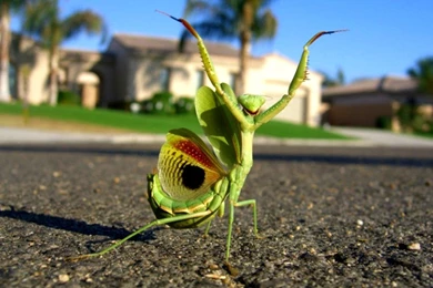 Funny Wallpapers HD   Android Apps On Google Play