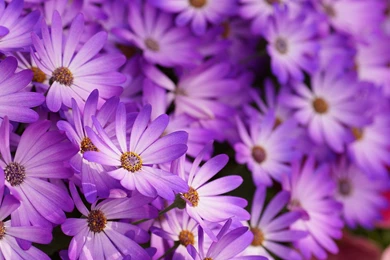 Purple Flowers Backgrounds HD Wallpapers