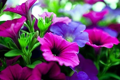 Pink And Purple Flower Backgrounds   Wallpapers Cave