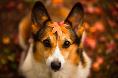 Autumn Season Wallpapers Cute Dog Photography 15   1280x800 ...